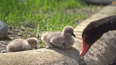 прекрасная семья лебедей с маленькими птенцами на озере Стоковое Фото -  изображение насчитывающей заплывание, орнитология: 218699526