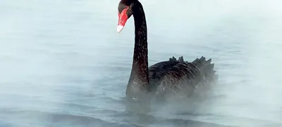 Уникальное пополнение\": в зоопарке Одессы вылупился птенец черного лебедя —  УНИАН