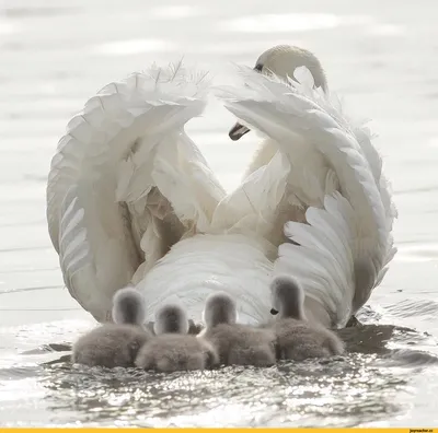 На Кармановском водохранилище Башкирии засняли семью лебедей с подросшими  птенцами