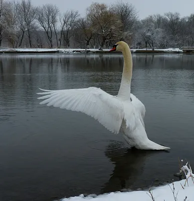 Фото лебедей зимой фото