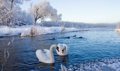 Смотрите, как живут зимой лебеди и утки на водоеме Криница