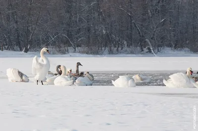 Люди и лебеди