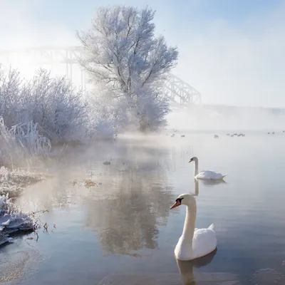 Смотрите, как живут зимой лебеди и утки на водоеме Криница