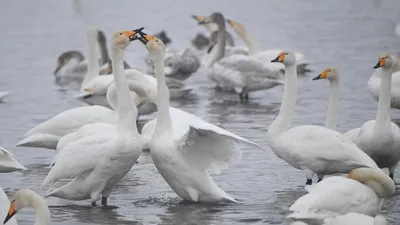 В московских парках рассказали, куда пропадают лебеди с приходом холодов –  Москва 24, 28.10.2020
