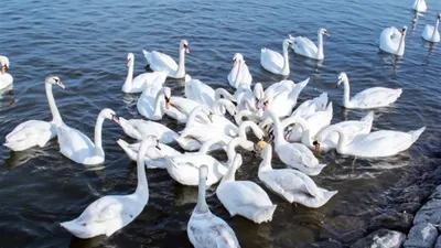 Лебеди на даугавпилсских водоемах: орнитологи призывают не вмешиваться в  жизнь природы