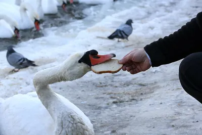 Стаи лебедей остались зимовать на украинском море: видео – О, Море.Сity