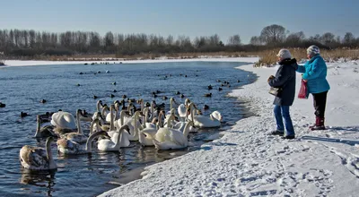 Лебеди на замерзающих водоемах: \"Как это - не надо спасать?\"