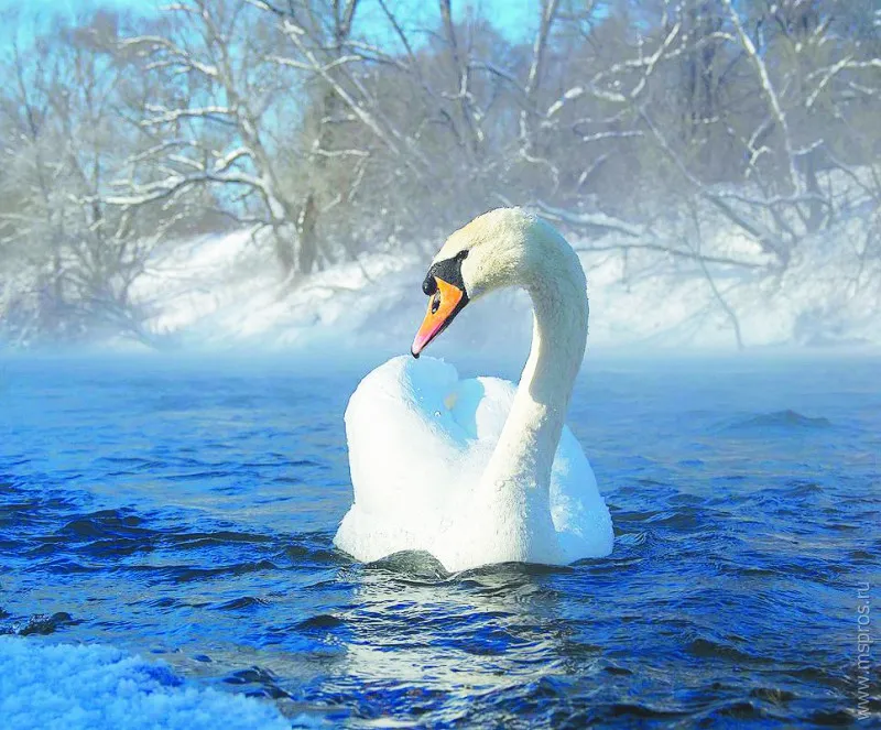 Слушать белый лебедь волгоградская. «Белый лебедь» Буторин. Лебеди в пруду. Лебеди на пруду зимой. Белый лебедь на пруду.