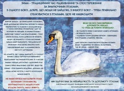 Загадки Алтая: откуда зимой появляются лебеди - Зима - info.sibnet.ru