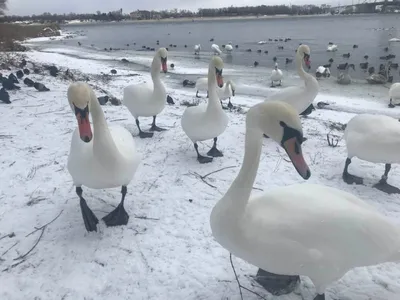 В Минприроды рассказали, что делать при встрече с лебедем зимой - KP.RU