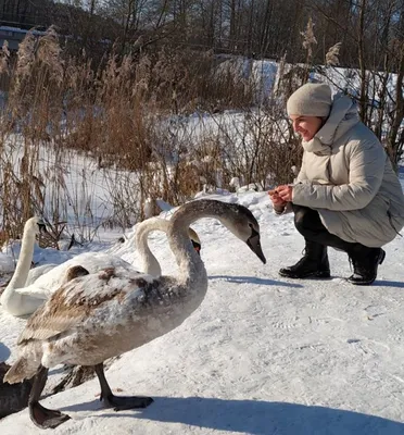 В киевском парке «Наталка» десятки лебедей облюбовали Днепр и не улетают в  теплые края (фото)