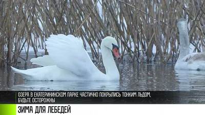 Как зимуют лебеди? В экологической инспекции Новополоцка рассказали, можно  ли кормить диких птиц батоном | Новости Полоцка и Новополоцка на GOROD214.by