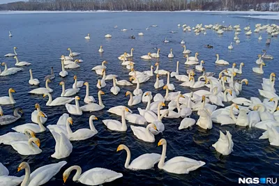 Лебеди в городе. Как снизить негативное воздействие людей на диких птиц,  рассказал специалист Кроноцкого заповедника