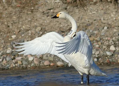 Фоторепортаж с озера Светлого с лебедями на Алтае: когда прилетают птицы и  как добраться - 4 февраля 2023 - НГС