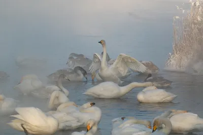 Зоопарк зимой. Белые лебеди