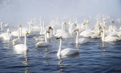 лебеди, купающиеся на озере весной Стоковое Фото - изображение  насчитывающей перо, мама: 218520032