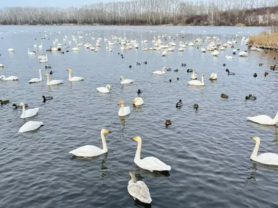 Новая реальность экологической тропы «Озеро Лебедь» | Куршская Коса -  национальный парк