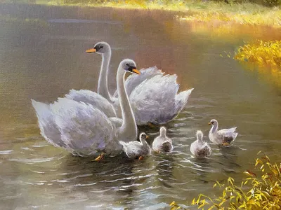 Картинки Лебеди Природа Парки Озеро