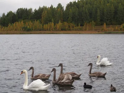 Прилетели ли лебеди на зимовку на озеро Светлое в Алтайском крае - Толк  21.11.2022