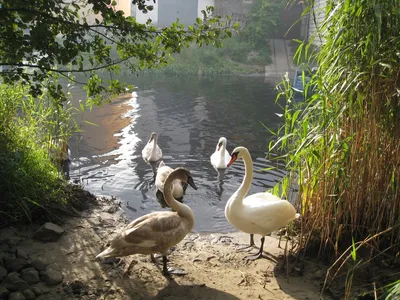 Метла и Крест. Лебеди на озере | Вселенная «Reddy Laff»| Блог начинающего  писателя | Дзен