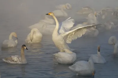 В столице рассказали, чем можно угощать лебедей, обитающих на епархиальном  озере | Новости Приднестровья