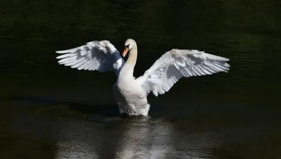 Стаю лебедей спасают на соленом озере в Астраханской области | Газета ВОЛГА