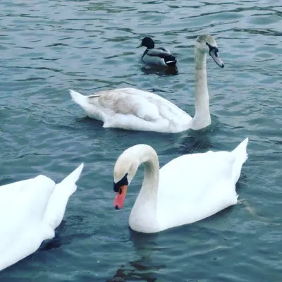 На озеро в омском парке выпустили спасенных лебедей | 19.06.2018 | Омск -  БезФормата