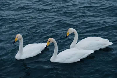 В Северодонецк на Чистое озеро вернулись лебеди - фото | Новости в 'Час Пик'