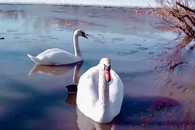 Лебеди на озере | Премиум Фото