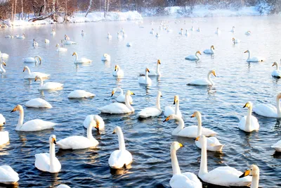 Картина по номерам \"Лебеди на озере\"