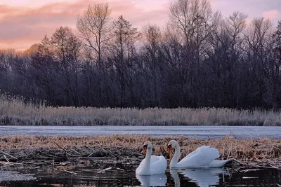Пара белых лебедей вернулась на парковое озеро в Выксе - KP.RU