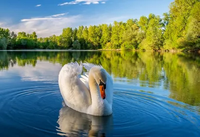 Фото Лебеди на озере. Swans on the lake в городе Новая Малыкла
