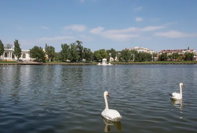 Лебедь на воде озера в парке, лебеди на пруде Стоковое Фото - изображение  насчитывающей природа, оперение: 35300846