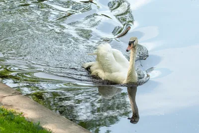 Лебедь Гоша стал достопримечательностью озера Абрау – Новости Новороссийска