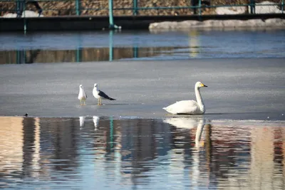 Перед морозами одинокий лебедь снова исчез с озера Долгого