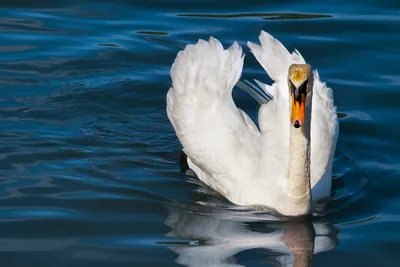 Эта влюбленная пара — величественные птицы»: на озеро в Волгоградской  области вернулись лебеди - 5 апреля 2021 - v1.ru