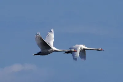 GISMETEO: Редкое фото из Мурманской области: лебеди-шипуны в полете -  Животные | Новости погоды.
