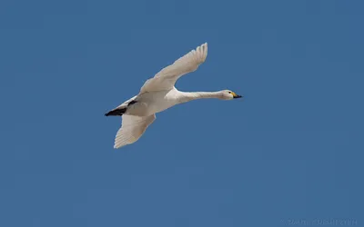 Лебеди-шипуны в полете — Фото №1332353