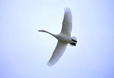 Купить фотообои Лебеди «Лебедь в полете» | PINEGIN