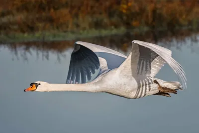 Лебедь в полете над водой, животное дикой природы | Премиум Фото