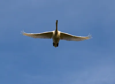 Лебедь ` s Bewick в полете стоковое изображение. изображение насчитывающей  ветерки - 83390823