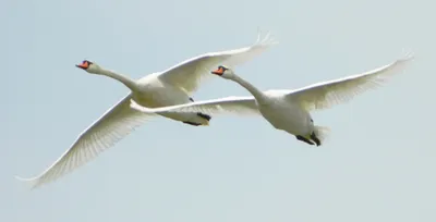 Лебедь в полете (66 лучших фото)