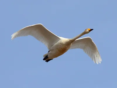 Белый лебедь летает наверху, полет птицы Стоковое Фото - изображение  насчитывающей фото, небо: 112403728