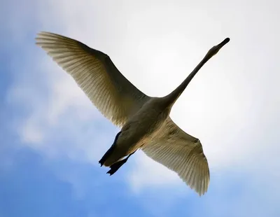 Лебеди в полёте, эстетично, …» — создано в Шедевруме