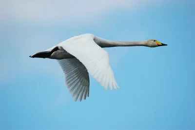 Бесплатное изображение: птица стадо, белый лебедь, полет, дикая природа,  Голубое небо, воздух, облако