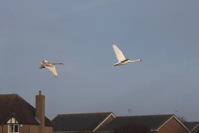 Белый лебедь — птица благородного полета — Бит Жизни!