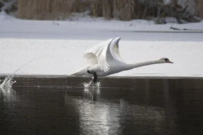 Крымские лебеди: какие виды этих птиц встречаются в Крыму - Государственное  автономное учреждение Республики Крым