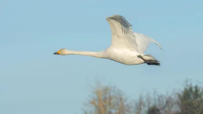 Купить фотообои Лебеди «Полет лебедей» | PINEGIN