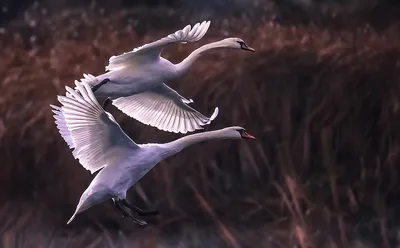 Бесплатное изображение: кликун, лебеди, полет, накладные, выраженный, Хупер