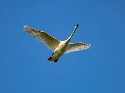 Лебедь в полёте над лесным озером — Фото №44694